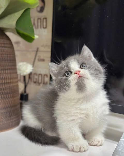 Munchkin