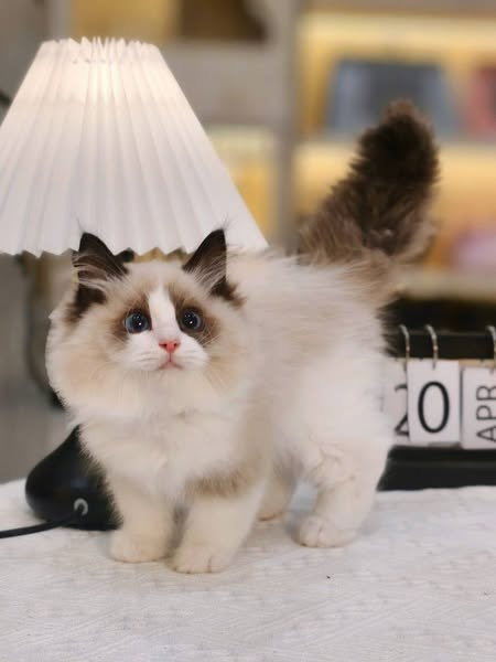 Ragdoll