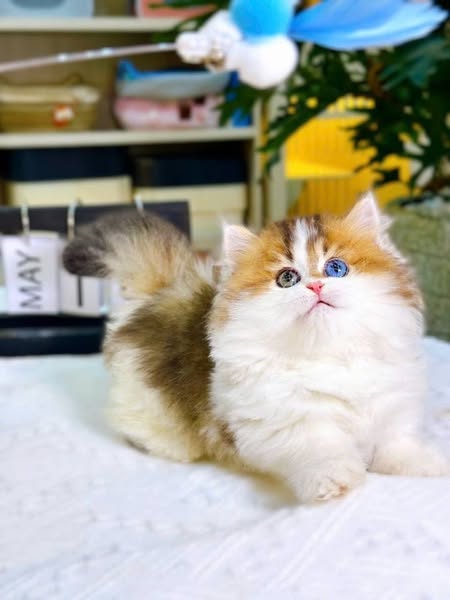 Munchkin Longhair