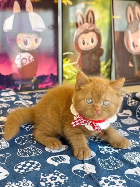 British Shorthair