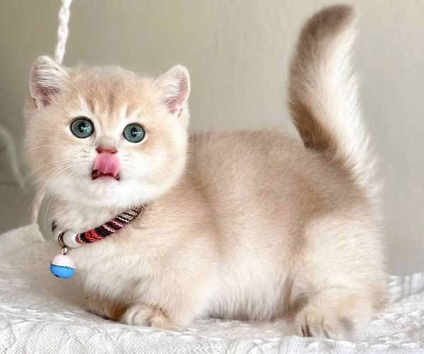 Munchkin