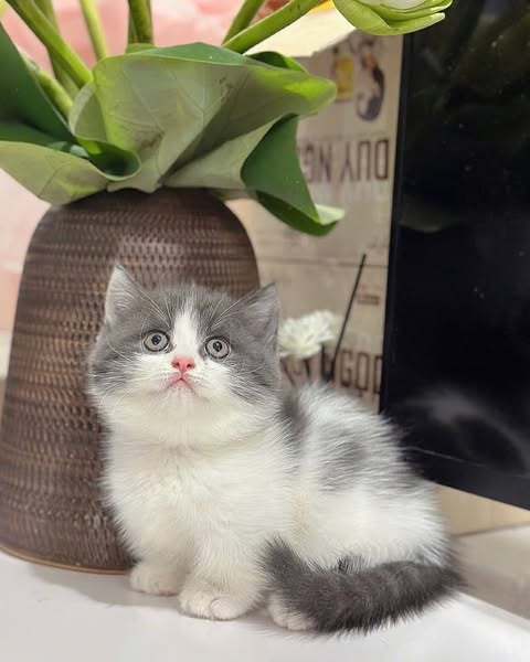 Munchkin