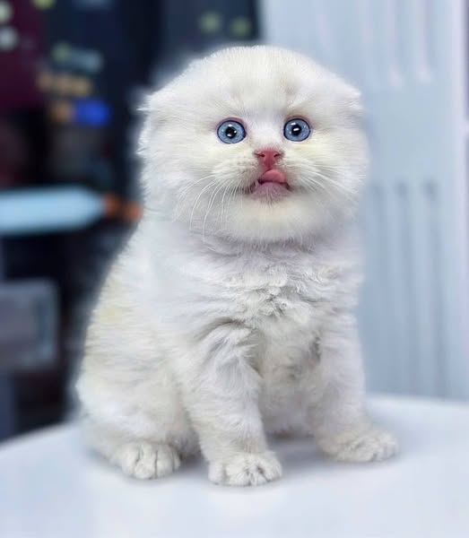 Scottish Fold Longhair