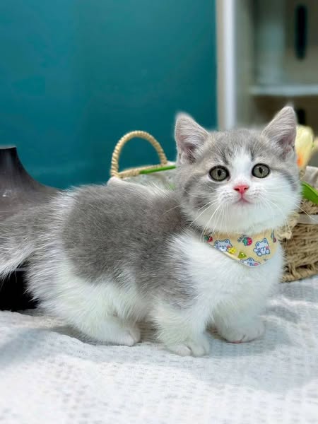 Munchkin