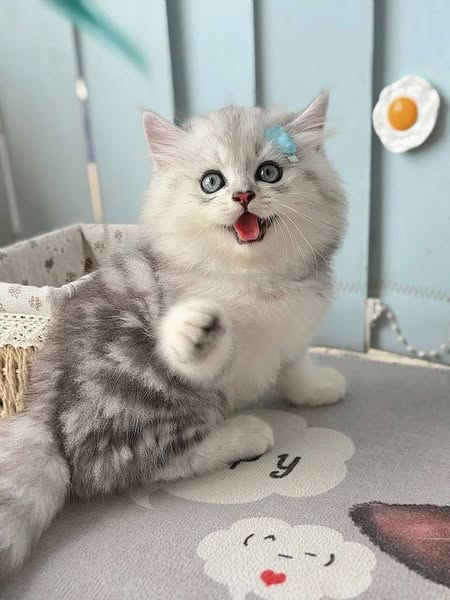 British Longhair