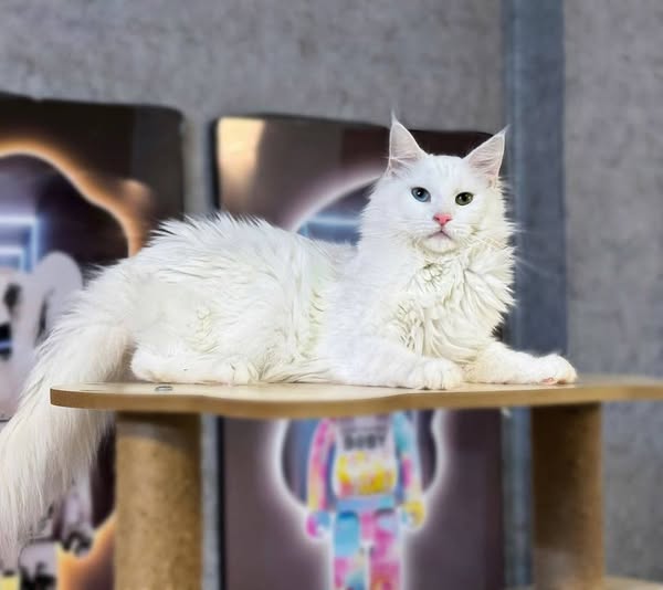 Maine Coon