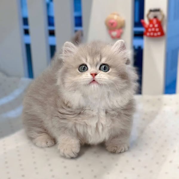 Munchkin Longhair