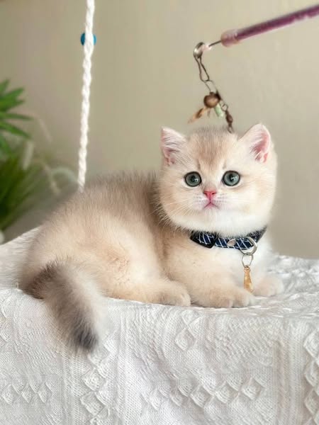 Munchkin