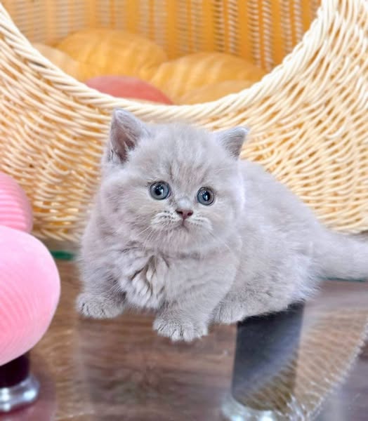 Munchkin