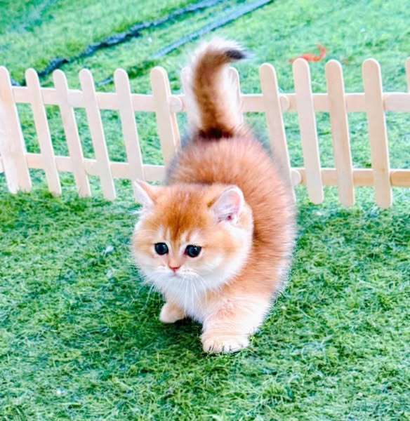Munchkin