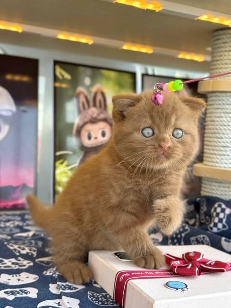 Scottish Fold
