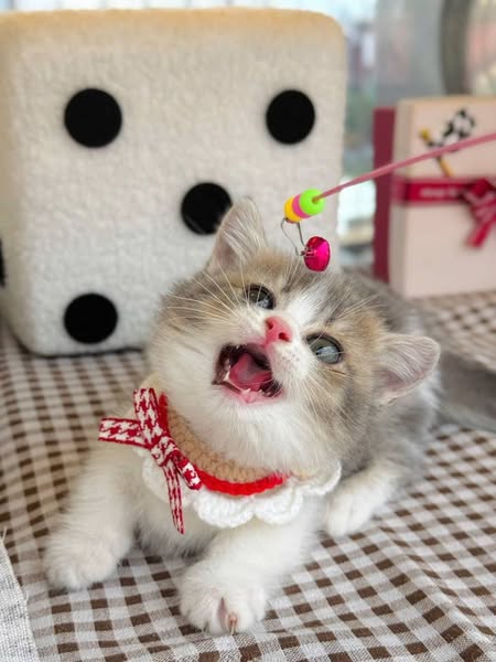 Munchkin