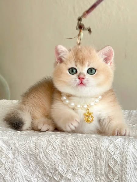 Munchkin