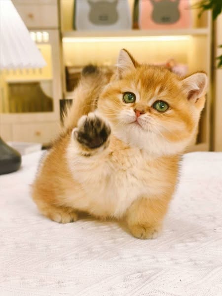 Munchkin