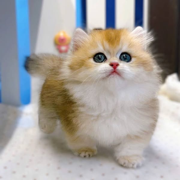 Munchkin Longhair