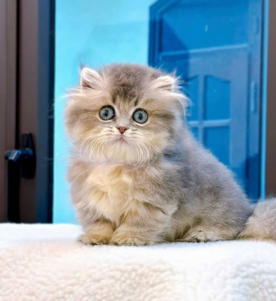 Munchkin Longhair