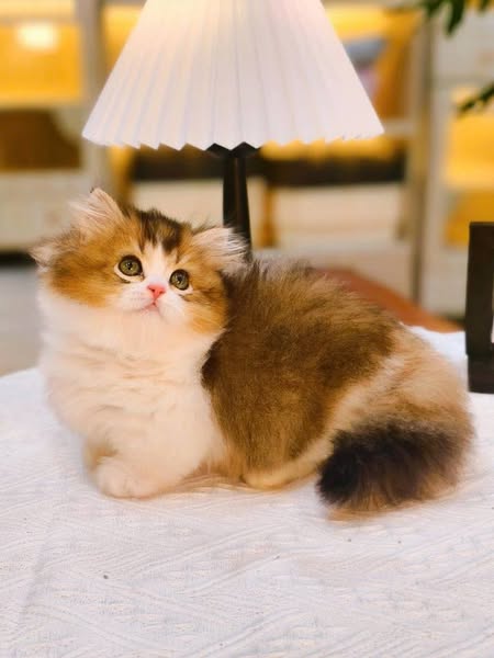 Munchkin Longhair