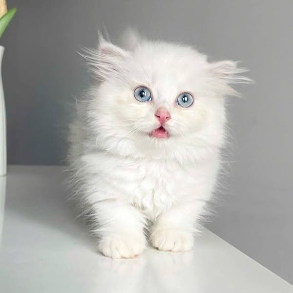 Munchkin Longhair