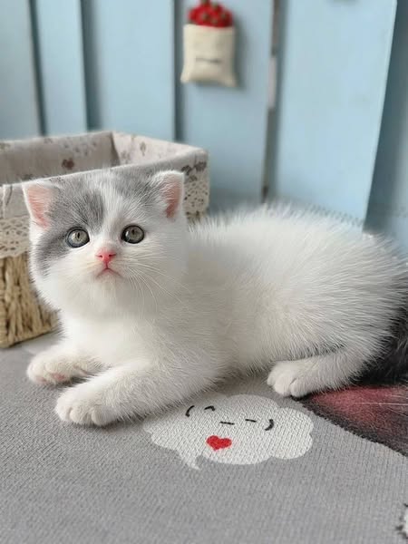 Scottish Fold