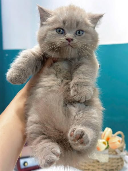 Munchkin