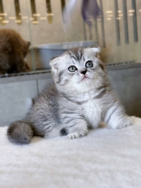 Munchkin Fold