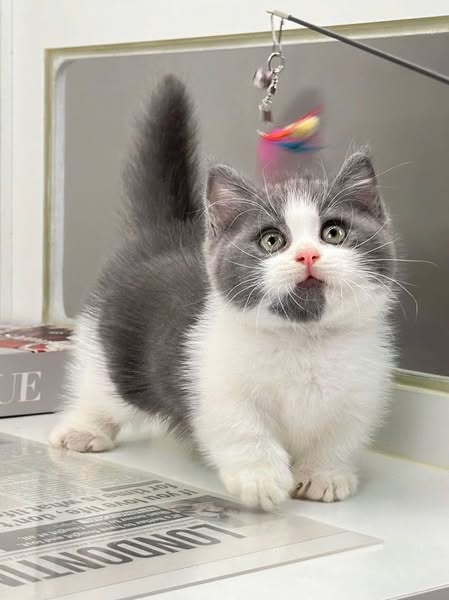Munchkin