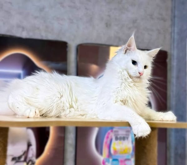 Maine Coon