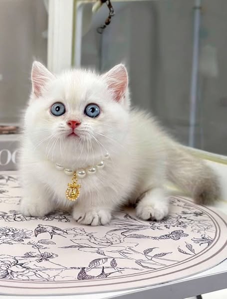 Munchkin