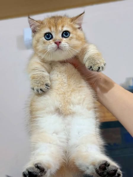 Munchkin