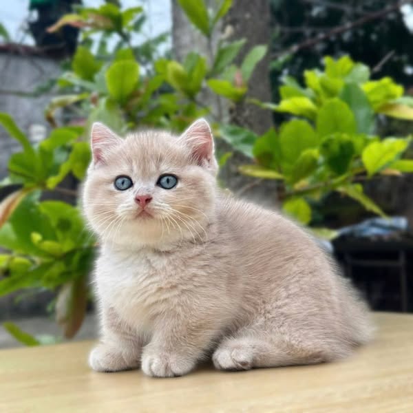 Munchkin