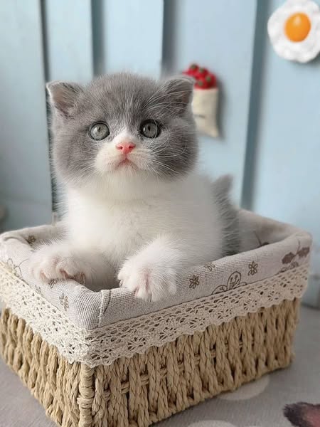 Scottish Fold