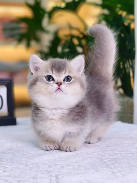 Munchkin