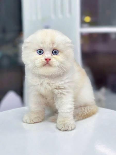 Scottish Fold Longhair