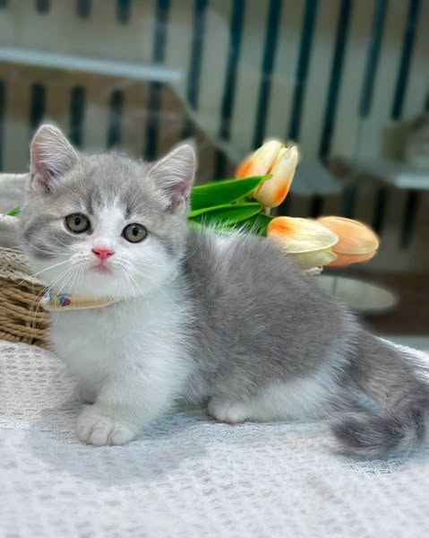 Munchkin
