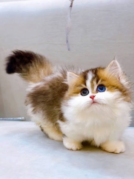 Munchkin Longhair