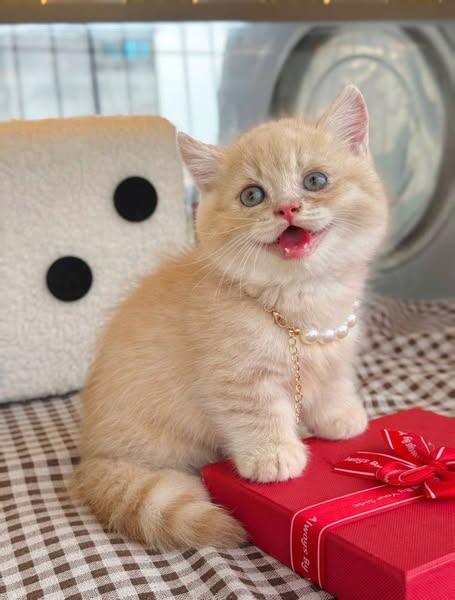Munchkin