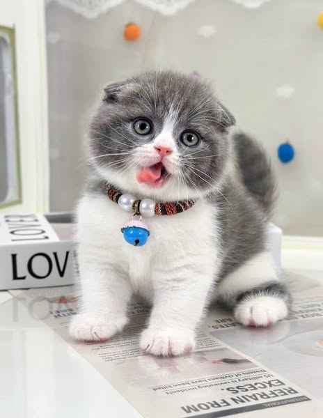 Scottish Fold