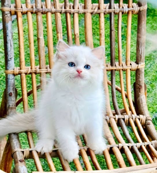 Ragdoll