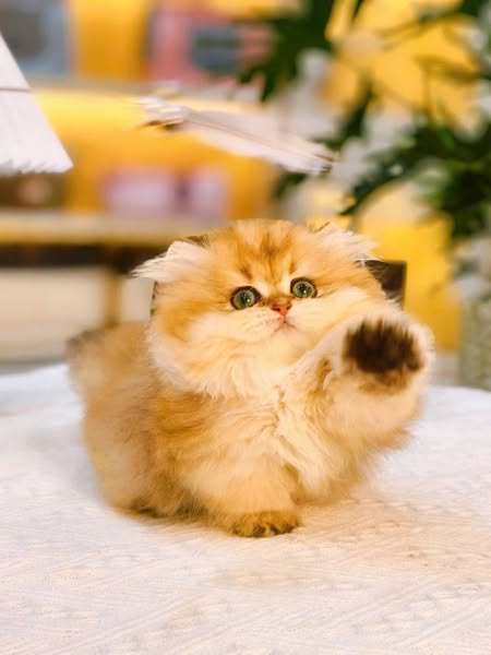 Munchkin Longhair
