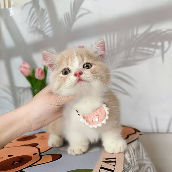 Munchkin