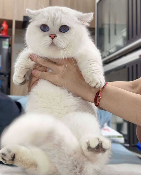 Munchkin