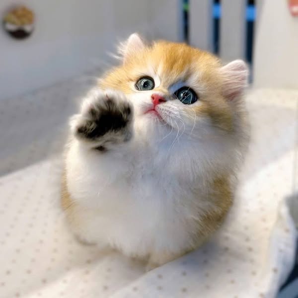 Munchkin Longhair