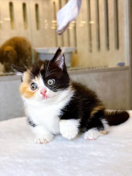Munchkin