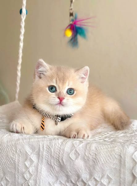 Munchkin