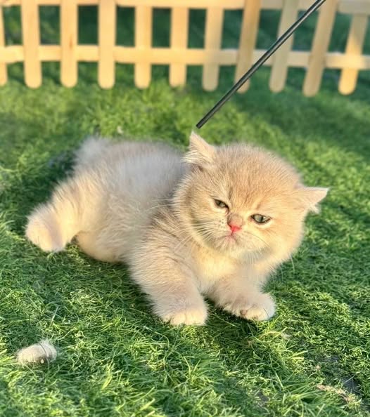 Munchkin