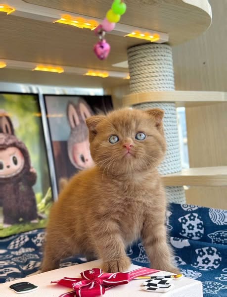 Scottish Fold