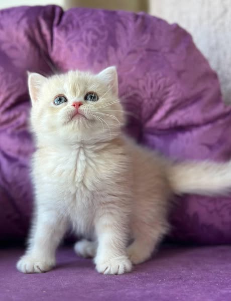 British Shorthair