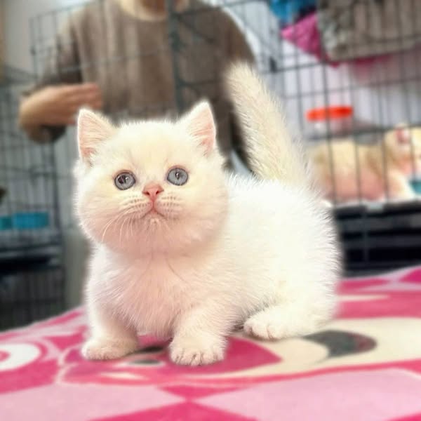 Munchkin