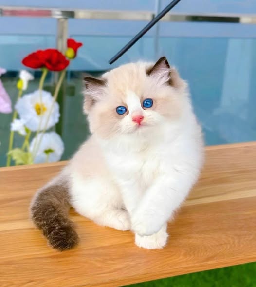 Ragdoll