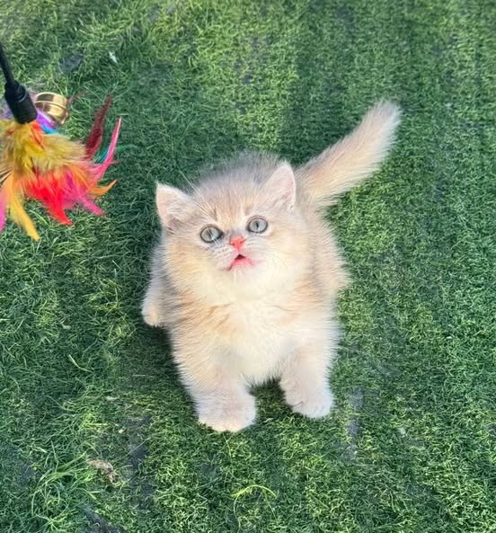 Munchkin